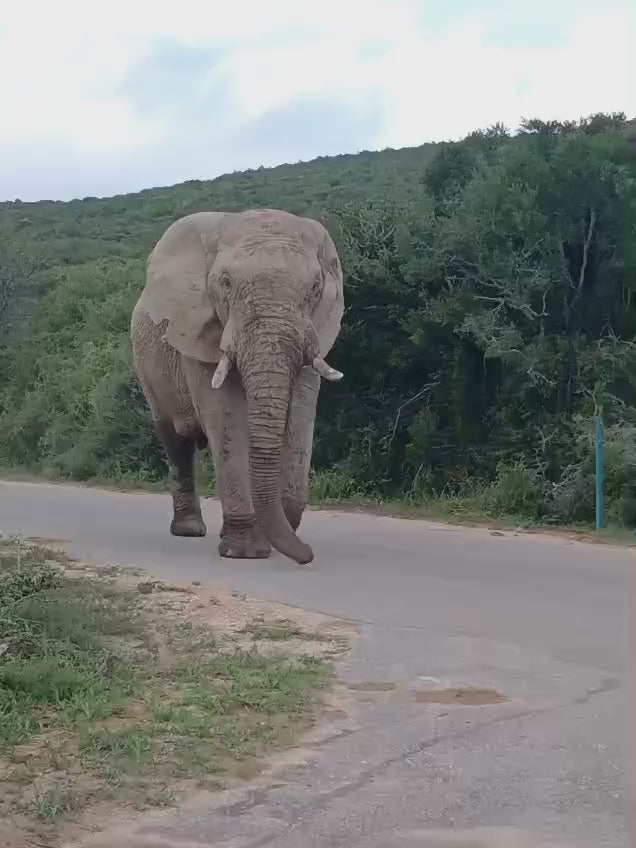 SAFARI EXPERIENCE